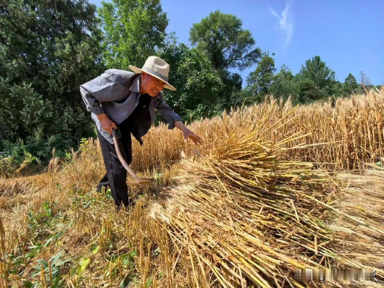 凤翔麦田丰收在望！🌾👨‍🌾岐山凤翔 凤翔风味 凤翔区旅游 凤翔花朵 凤翔看
