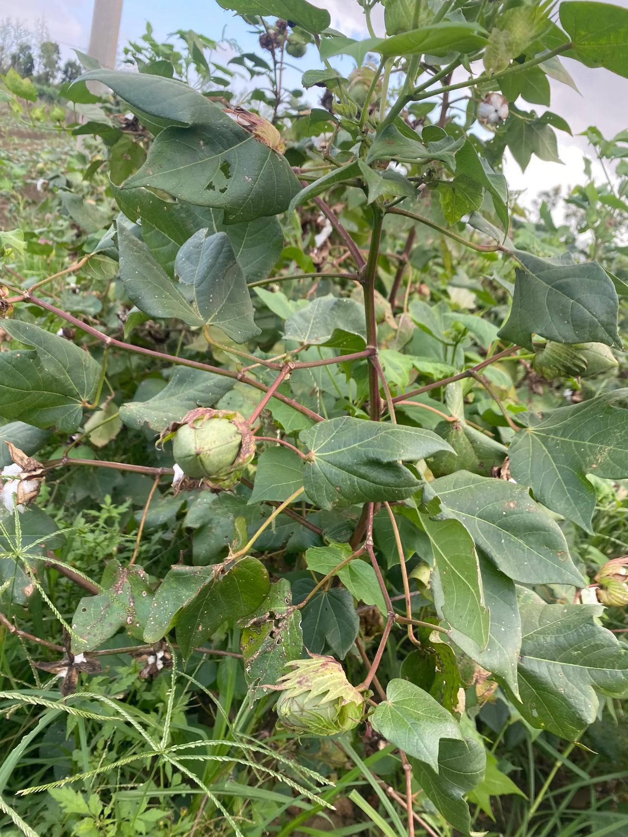 大家猜这是什么？长这么大，看到还是很稀奇。