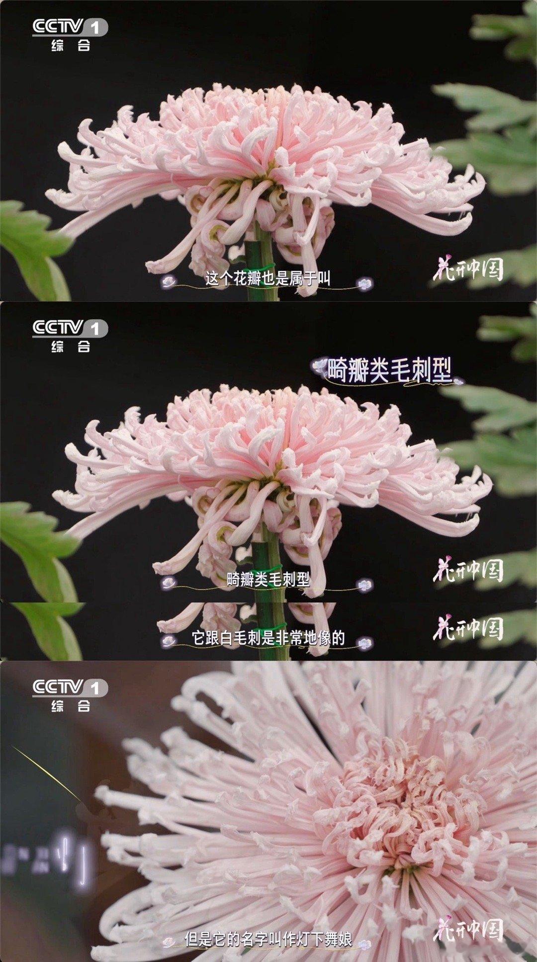 原来有花瓣毛茸茸的菊花花中也有奇葩 菊花“穿搭”卷疯了！白毛刺、灯下舞娘自带高领