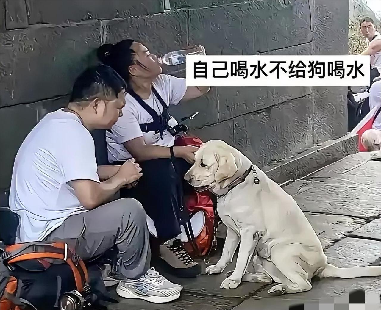 盲人夫妻带导盲犬爬泰山，最后导盲犬
被收回，这事里藏的问题比想象中还让

人揪心