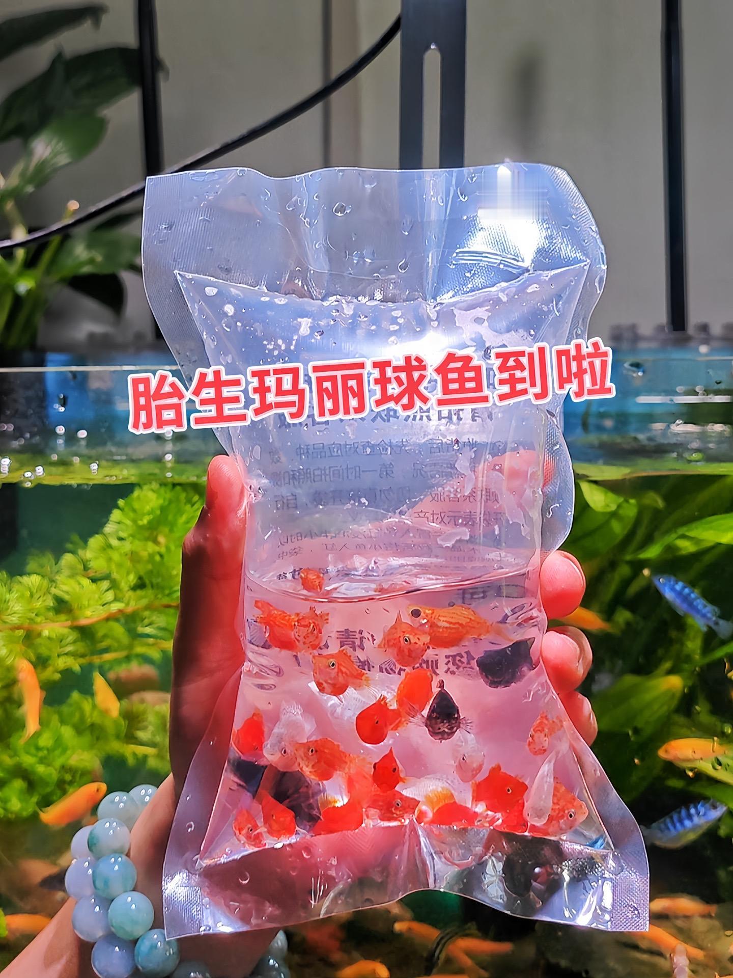 观赏价值高：玛丽球鱼体态圆润可爱，形似绒球，游动姿态憨态可掬。其色彩丰...