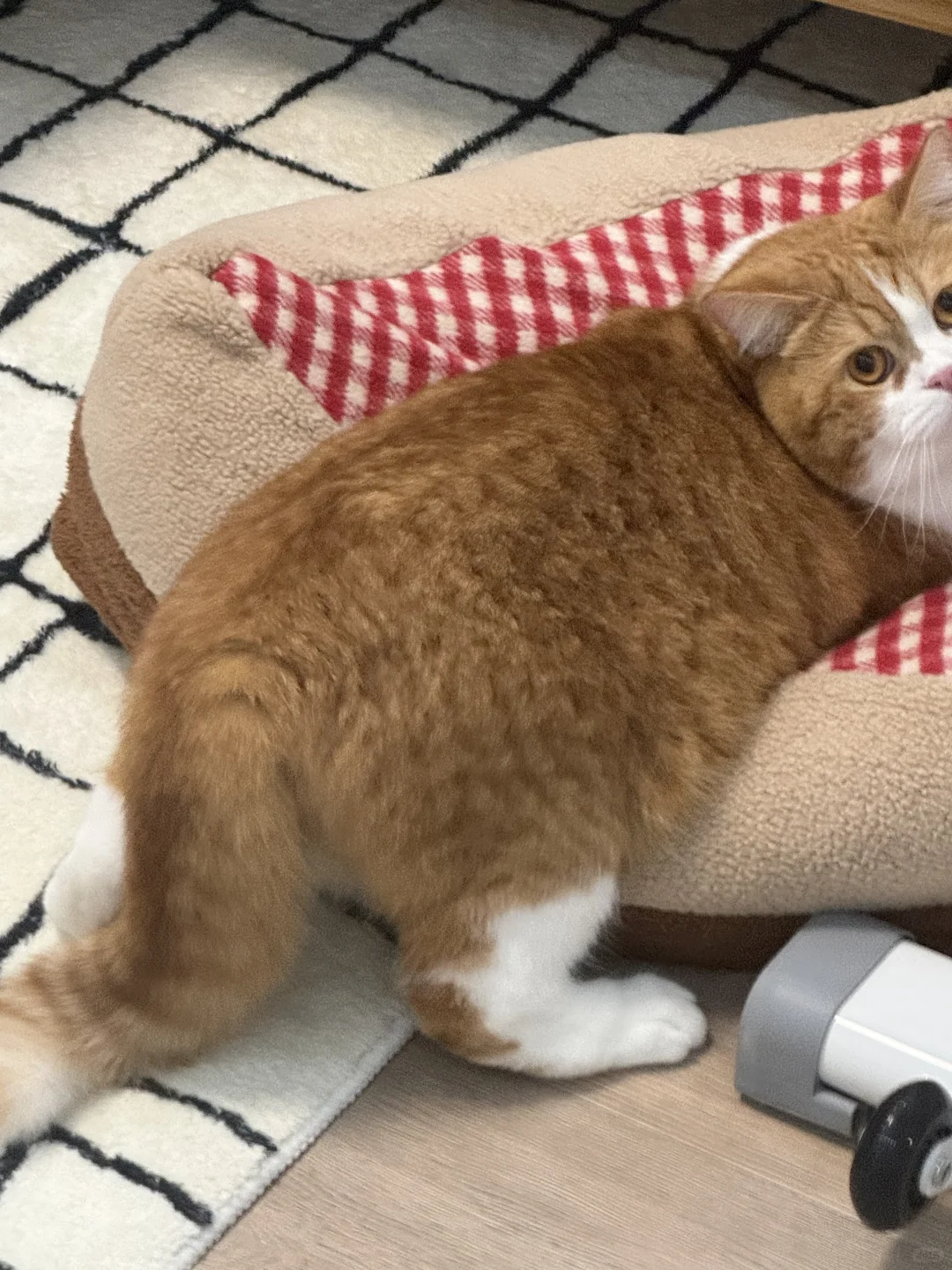 在哪里摔倒 就在哪里躺下