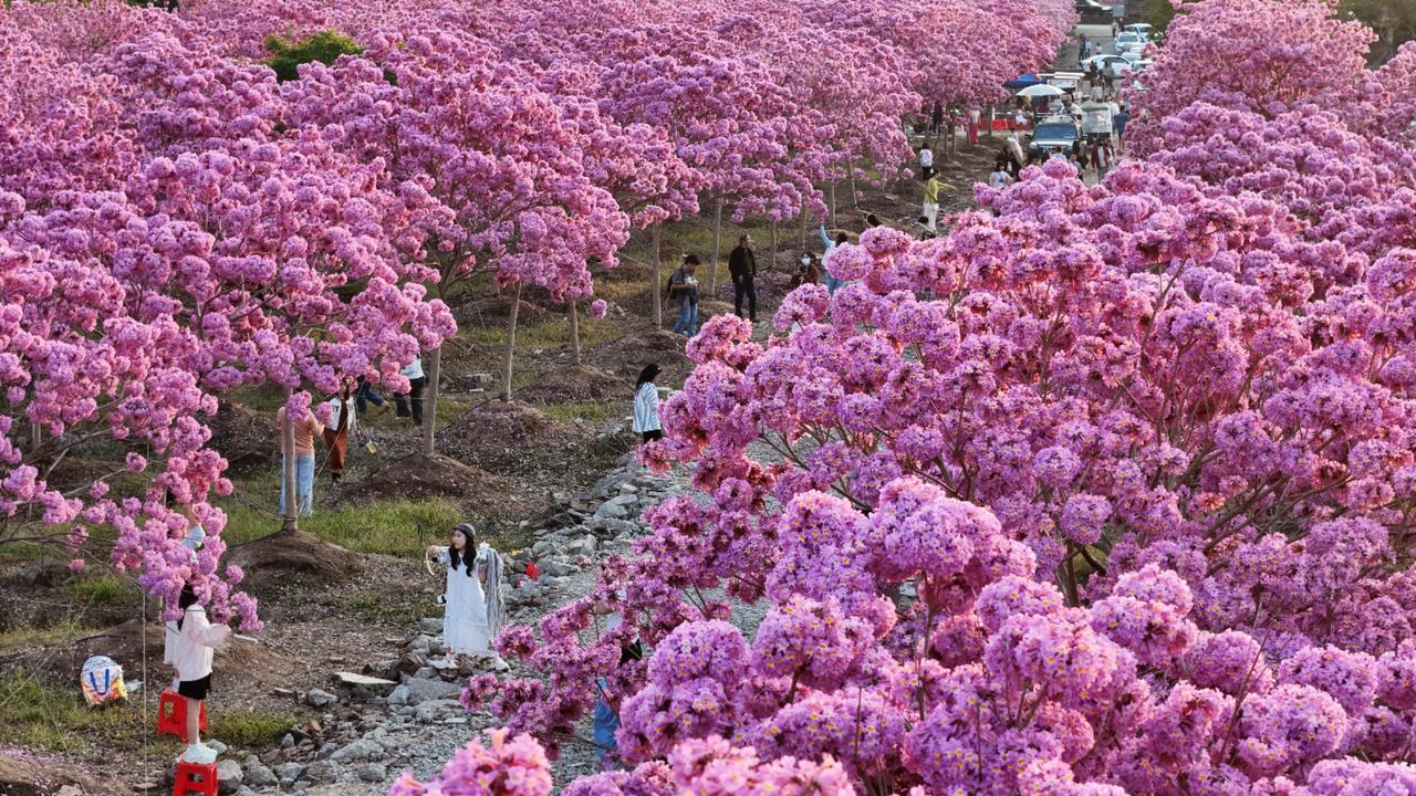实拍12月21广州南沙东涌免费的紫风铃花海现场壮观，再不来看就要掉落了