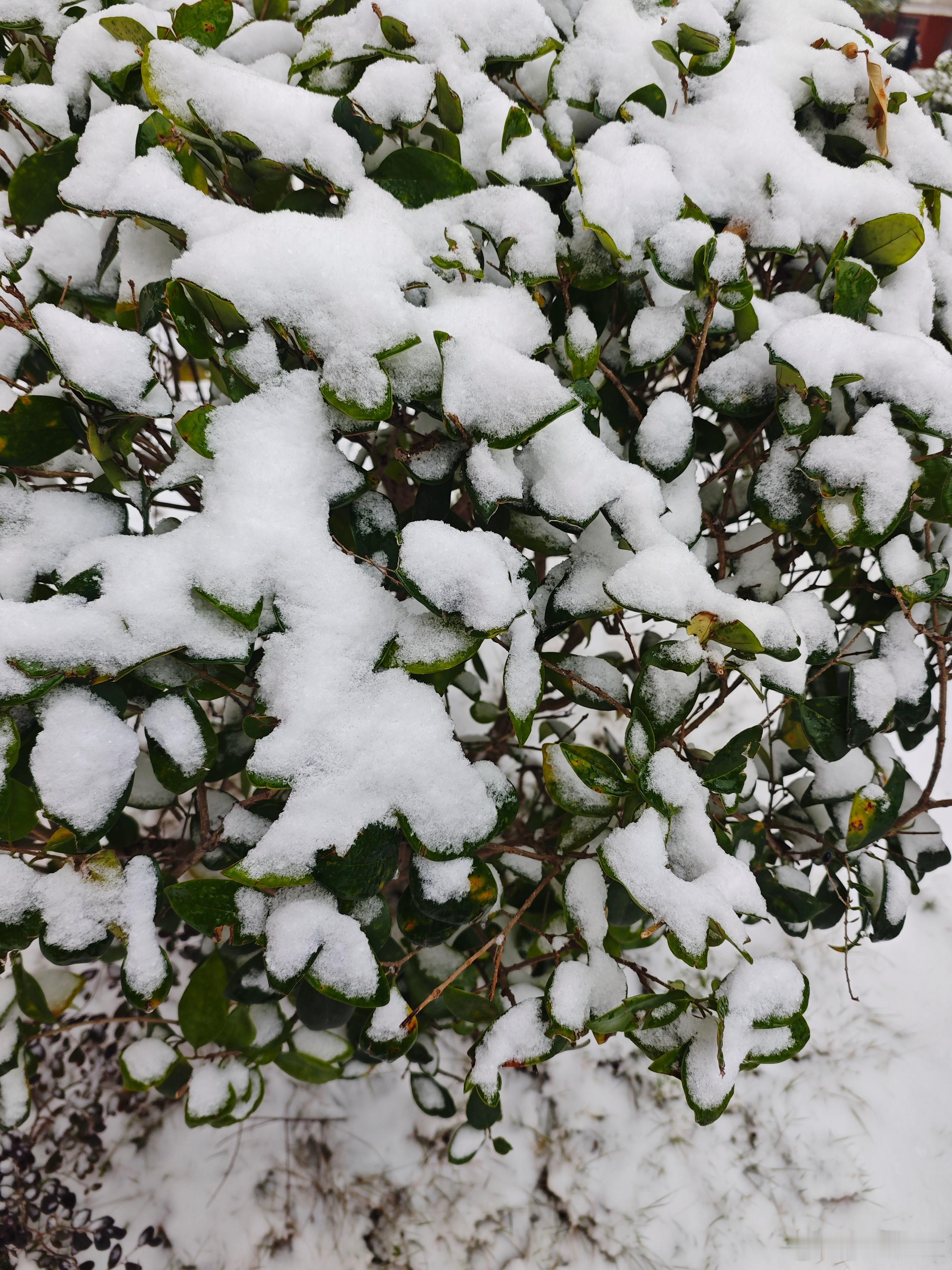 武汉下雪湖北下雪了。 