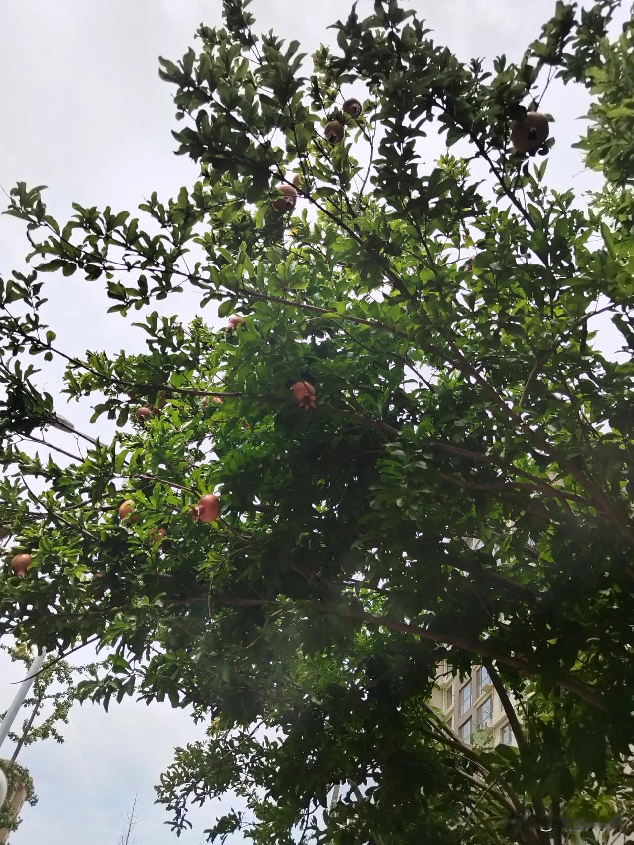小区的石榴树，柿子树，长的太茂盛了，把路都遮住了半边了。这石榴红彤彤的，绿色的叶