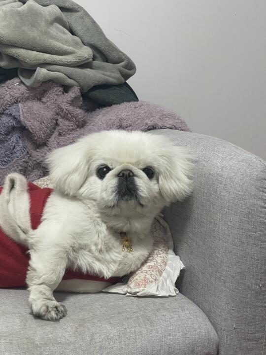 好久没发小狗们的plog啦