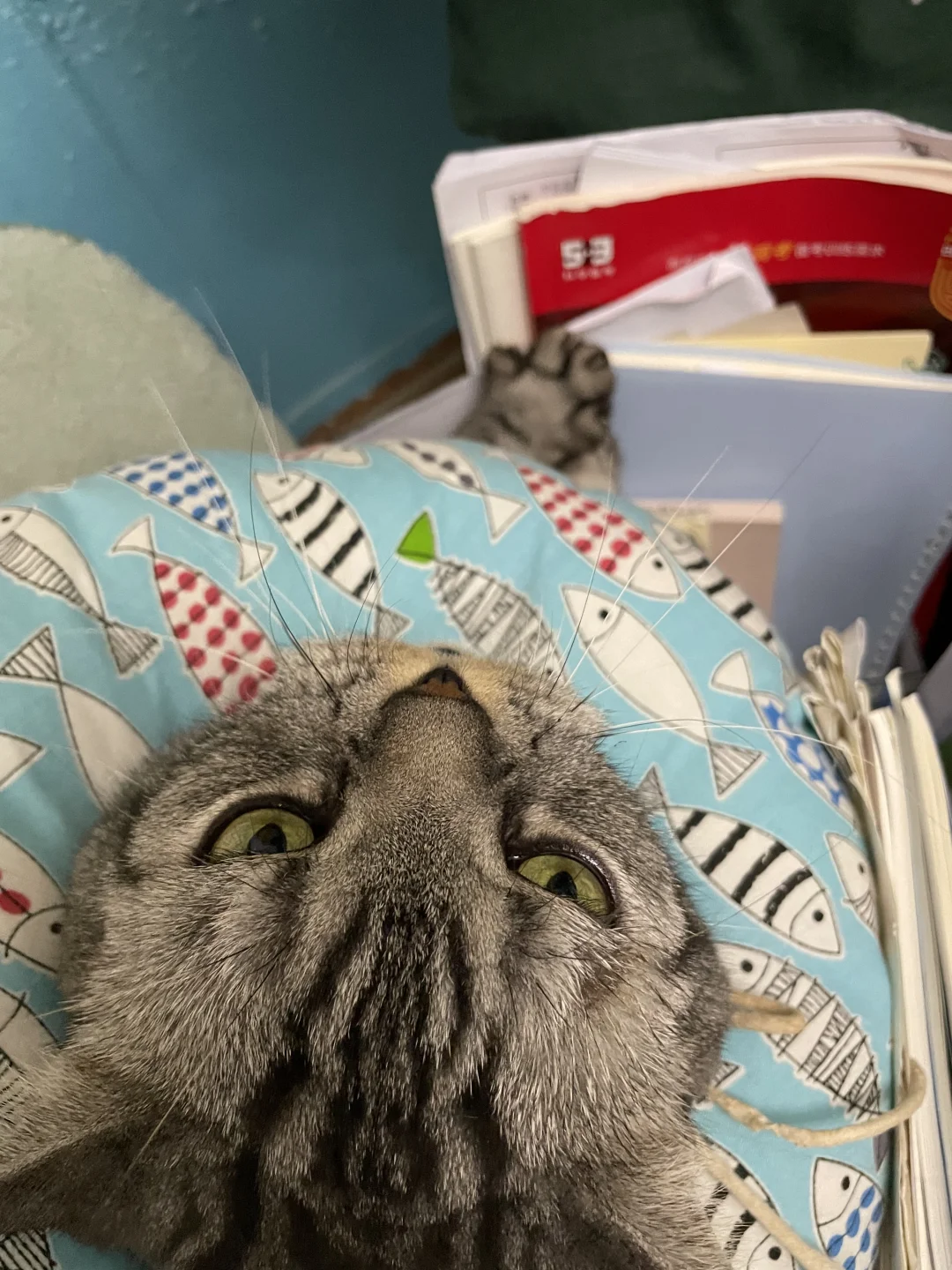 当女儿把猫惹生气……