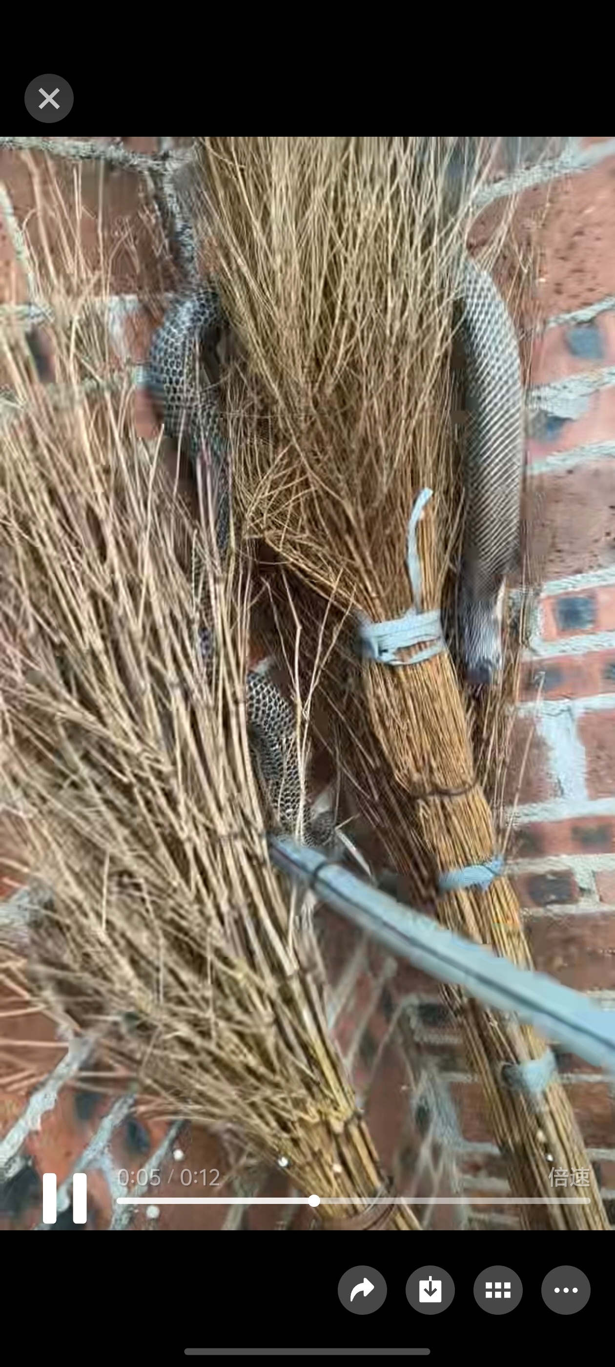 广西 蛇场真的是服了，这蛇场的蛇都跑出来了，看了原视频，不寒而栗！这你看那个视频