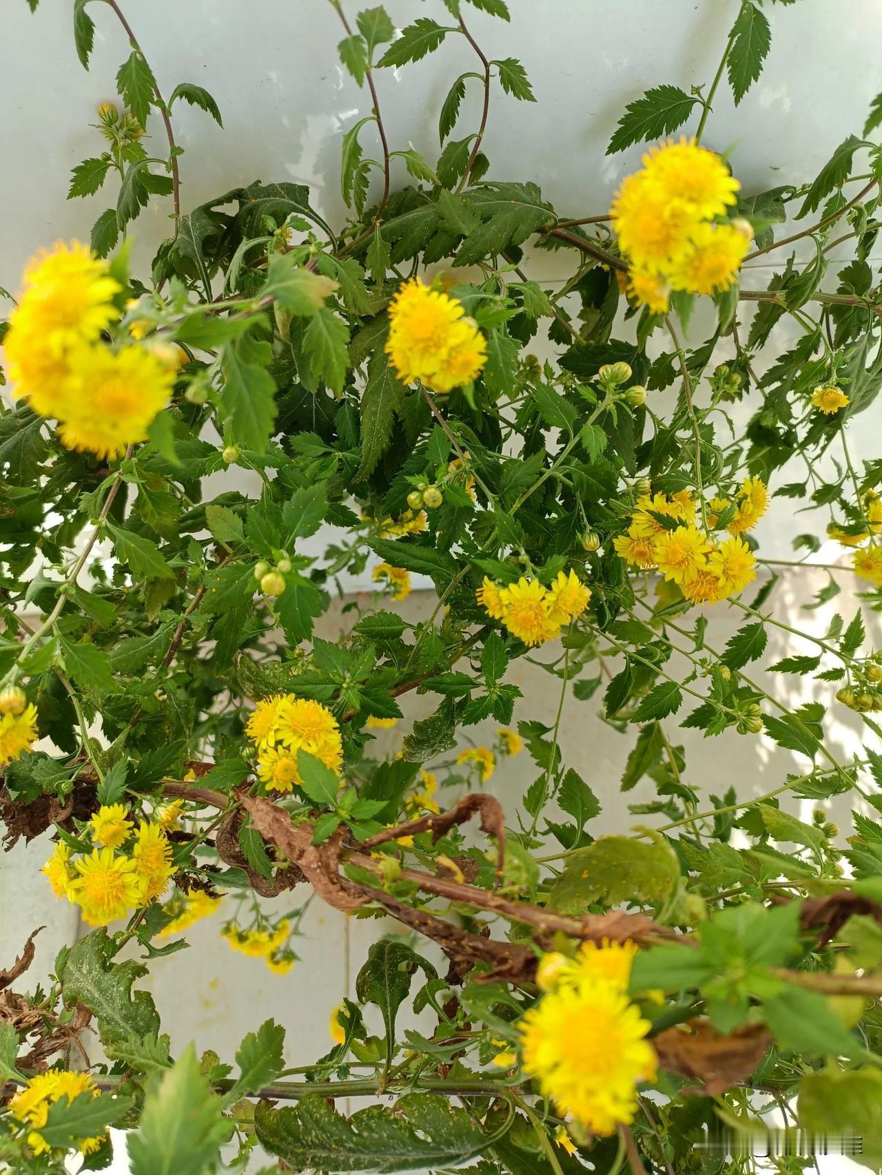 #秋日生活记录#
    
       菊花开了。前天还是一个个花骨朵儿，今儿
