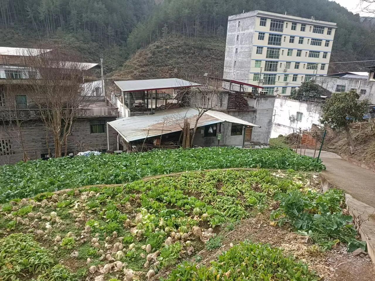 刚从四川回到山东，这温度竟然一下子让我适应不来，山东的冬天太冷了。
虽然说回四川