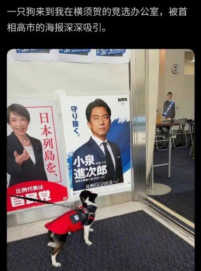 高市早苗豪赌正式开始今天日本国会众议院开始投票，最快今天晚上出结果，赢了，高市早