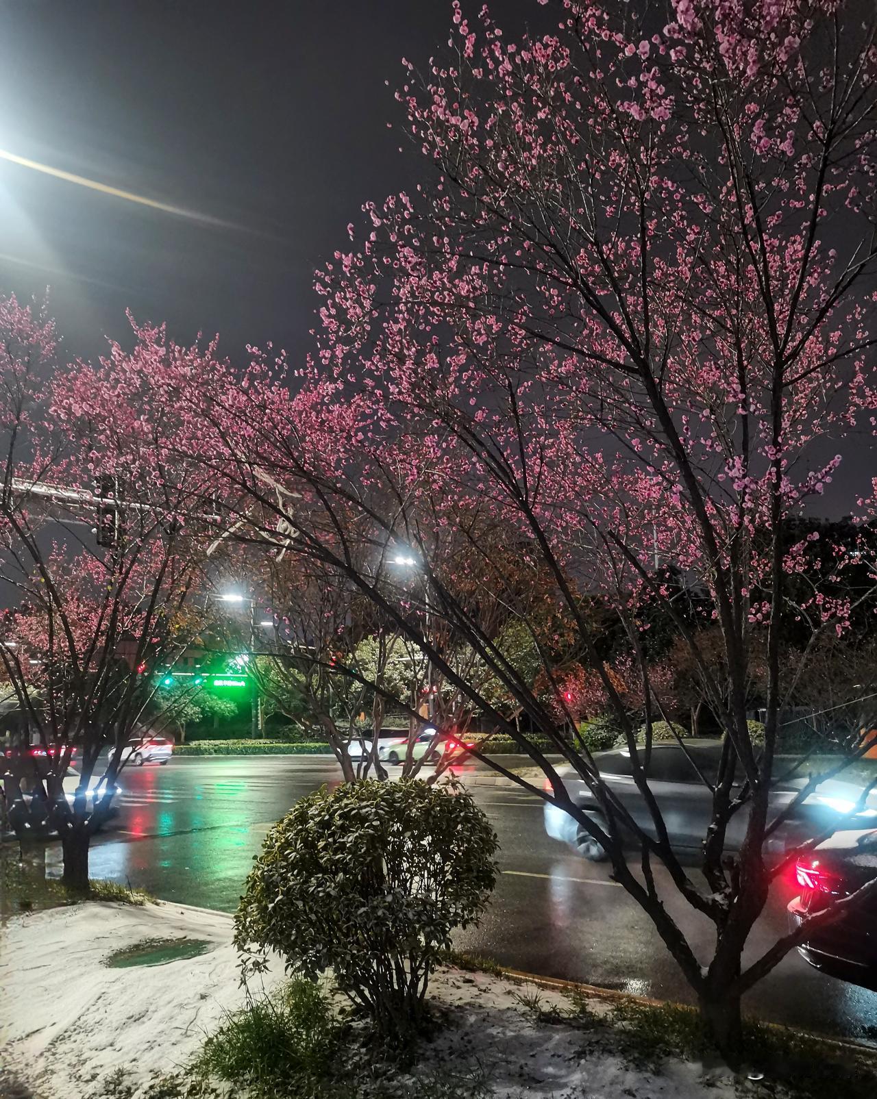 1月19日，西安迎来一场降雪。 纷纷扬扬的雪花中，高新路上的红梅傲雪绽放，织就了