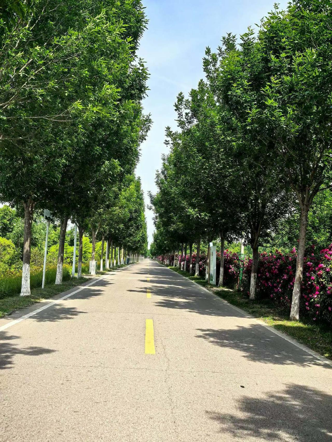 初夏时节曹县万亩荷塘风景美
拍摄于2026年5月8日