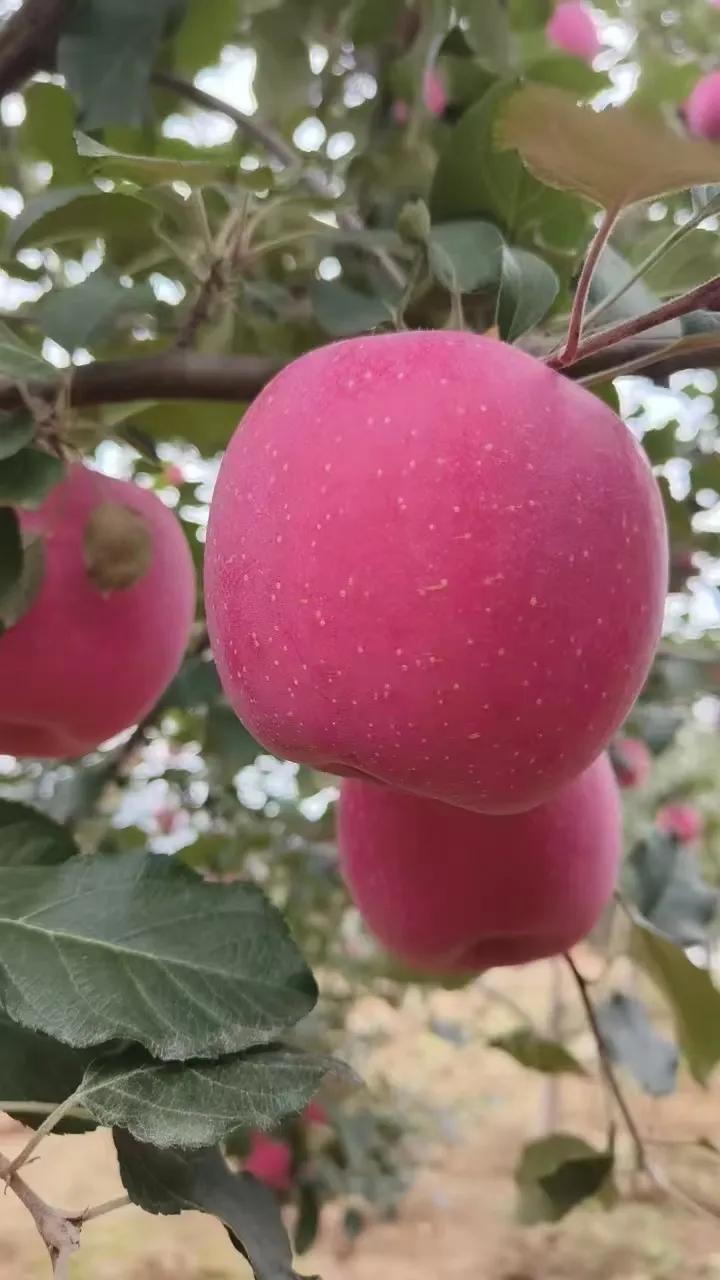 甘肃天水“秦安红富士”🍎🍎🍎
看看这色泽，这果形，这模样
怎么才能找一个不