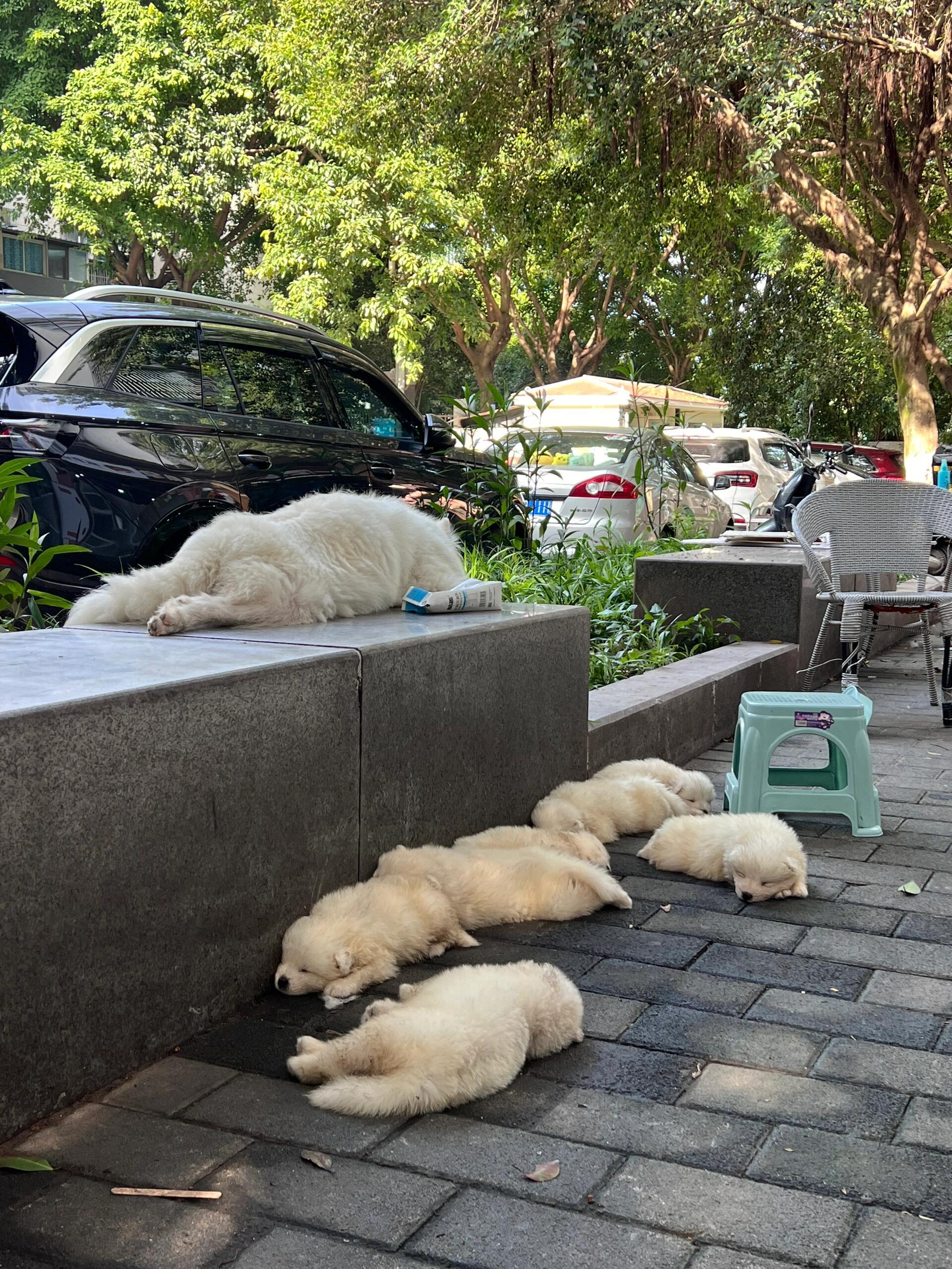 一堆睡觉的萨摩耶宝宝，萌翻了#萌宠##狗狗# ​​​