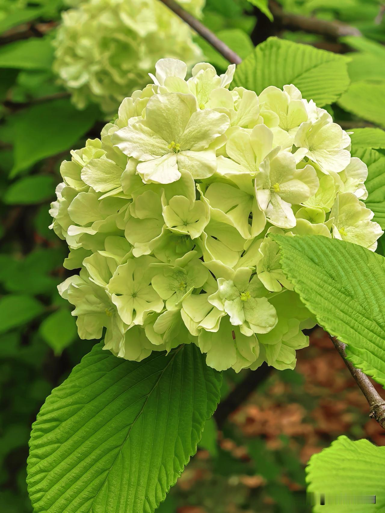 我们安庆市民公园24小时[鼓掌]
今天晚上环湖跟着前面帅哥慢跑了一圈
谢谢帅哥放