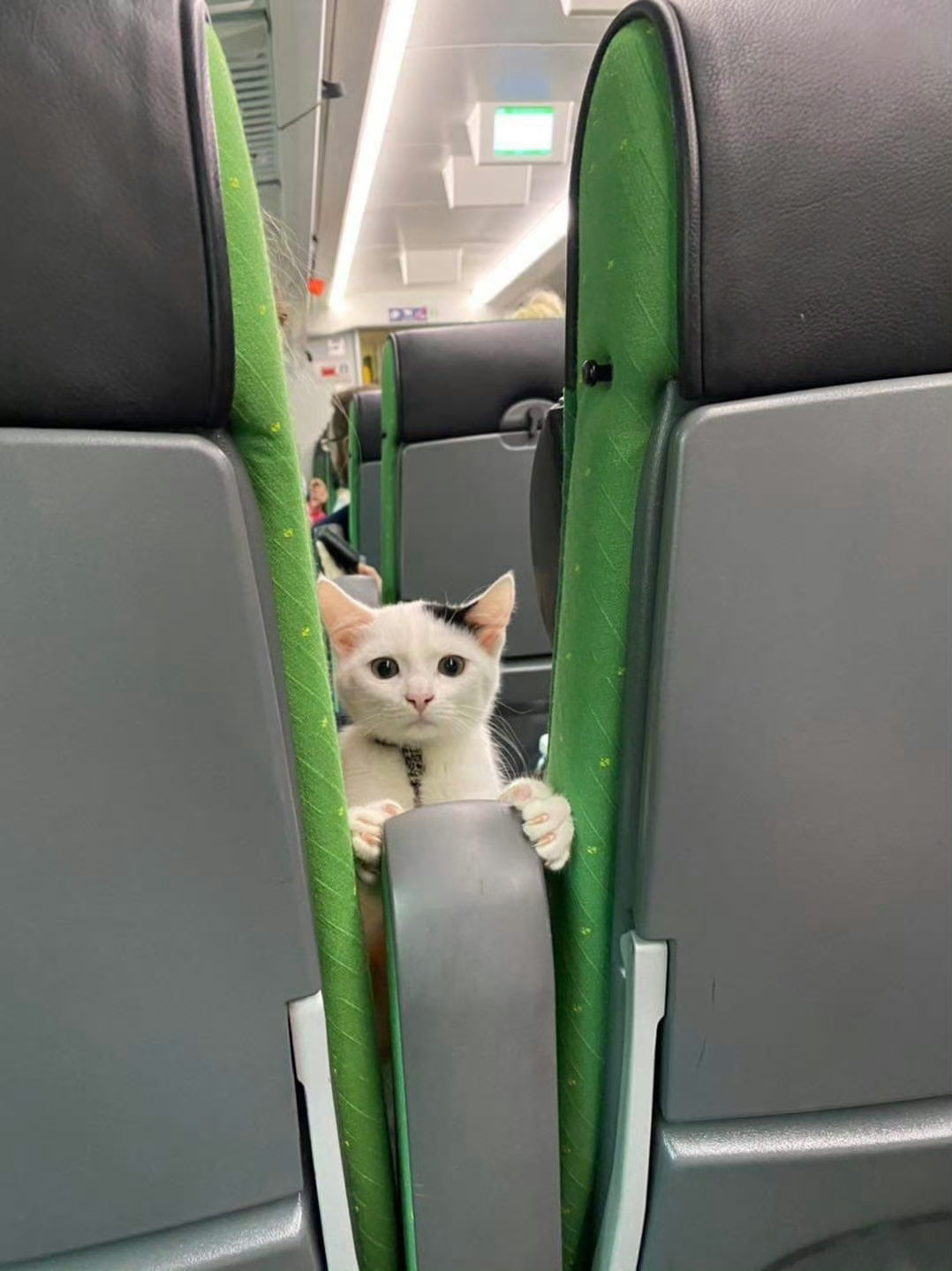 猫咪：您好，请不要踢座椅😾 