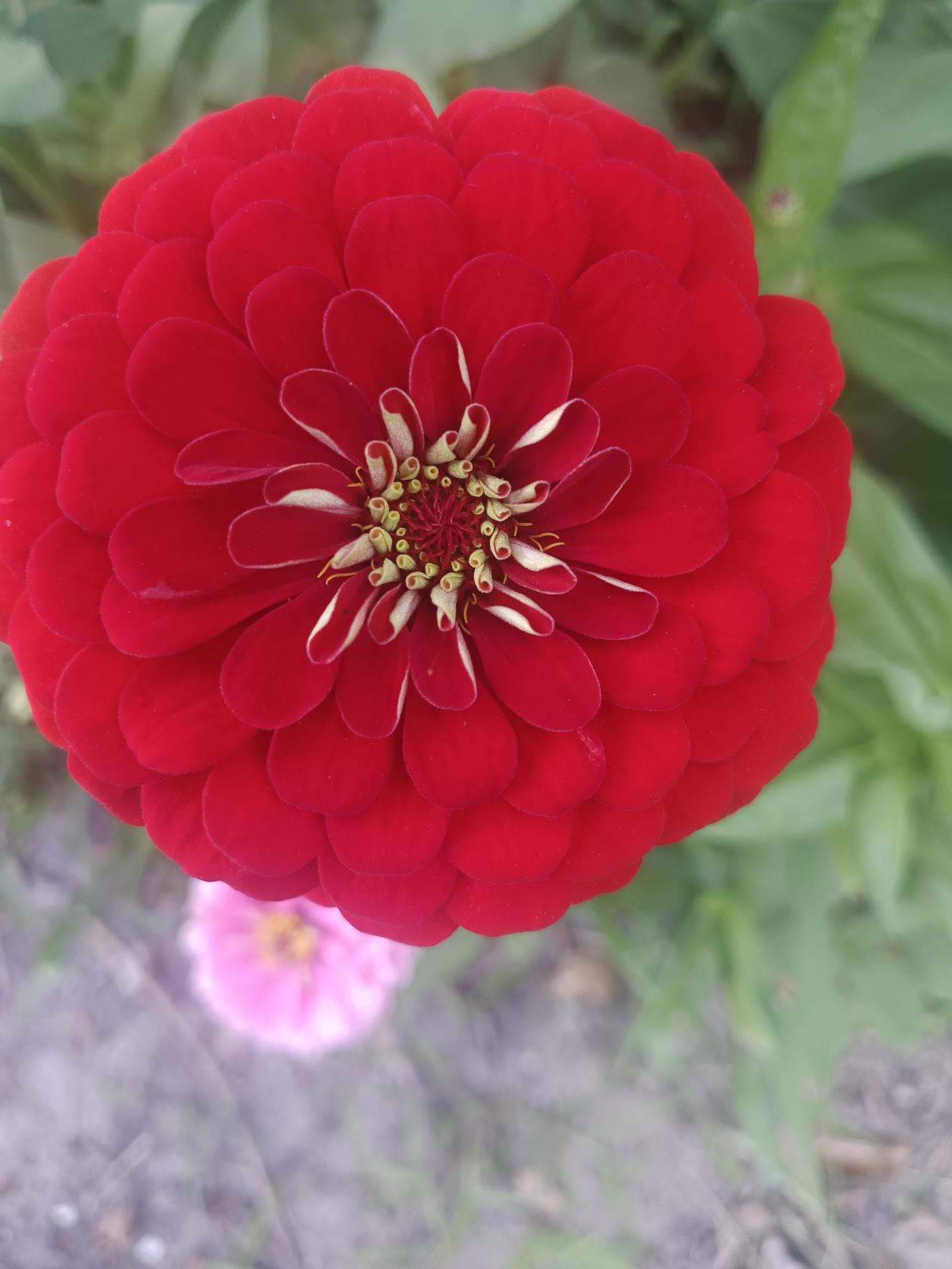 都是什么花？能说出名字吗？
