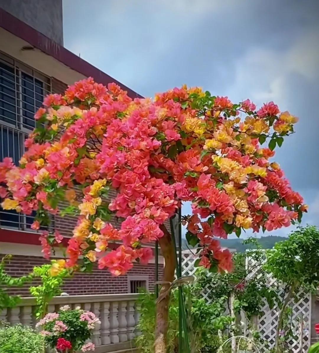 疯狂开多色花儿的三角梅。