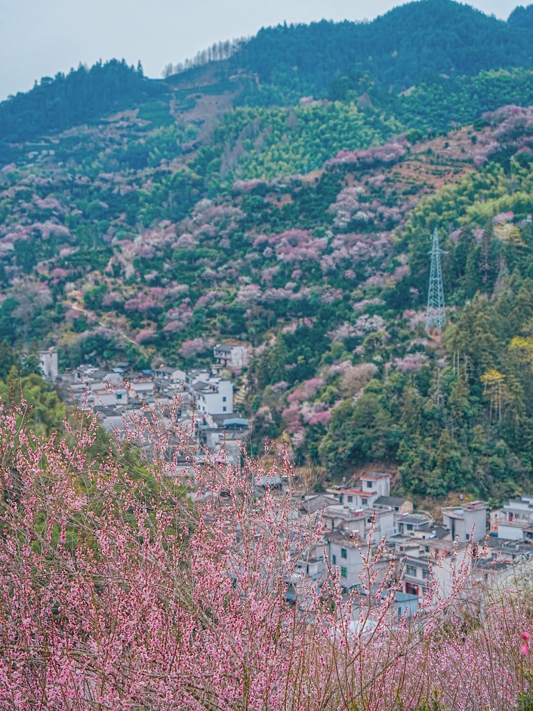 这漫山遍野香雪海🌸，请问阁下该如何应对？