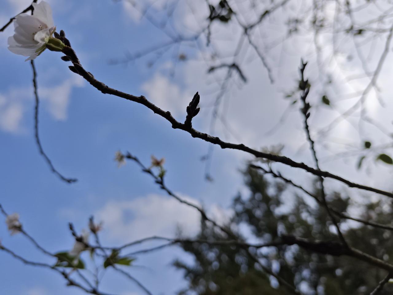都说腊梅傲雪庆腊八，樱花盛开迎新春。可现在的杭州才是初冬却也有樱花绽放，不由的让