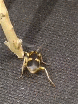 打屁虫喷出高温滚烫的化学液体 ​​​
