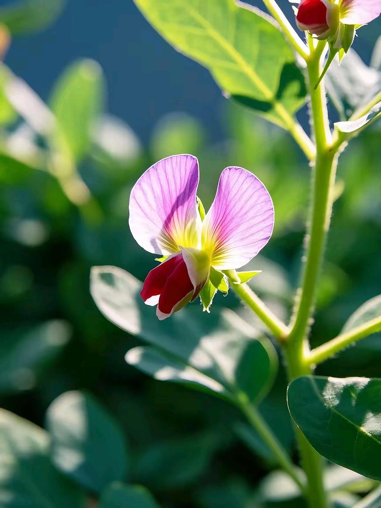 城里人~出来看花啦！可知这是啥花？