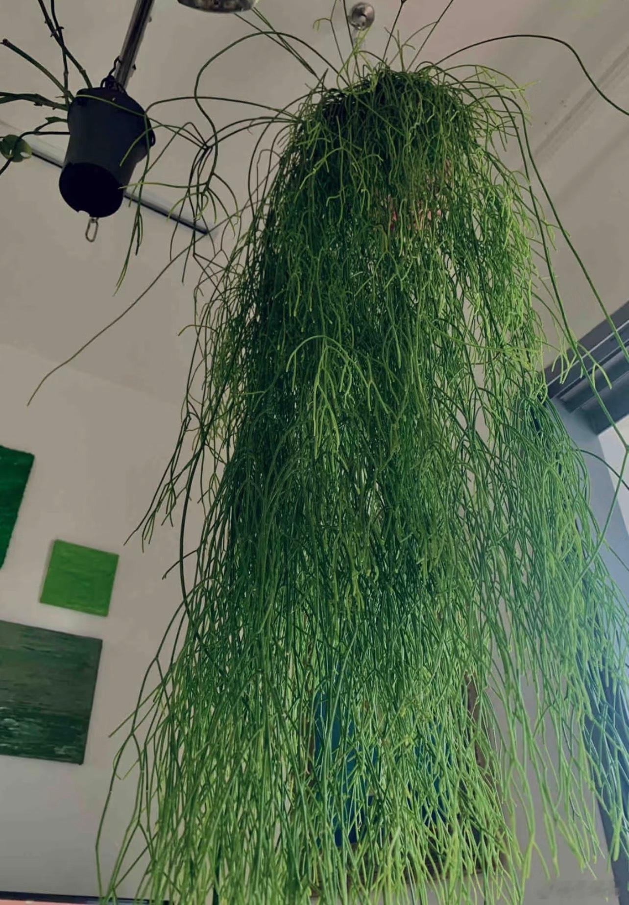 让我看看还有什么植物我之前没见过，好看又好养的再买点新植物～这个看起来像头发一样