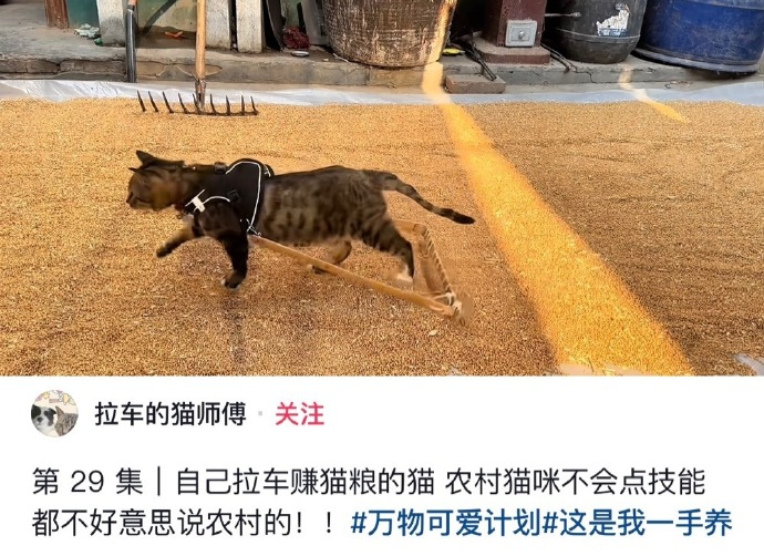 要不然怎么叫犁花猫呢🤣 ​​​