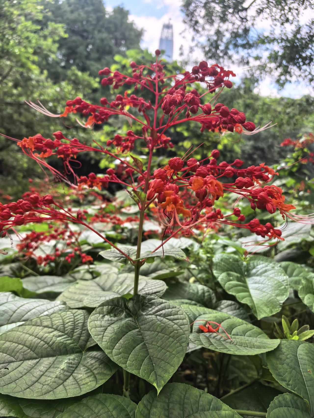 分享一张你拍的花，什么花都行