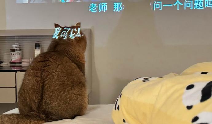 小猫的脑袋居然可以投影 