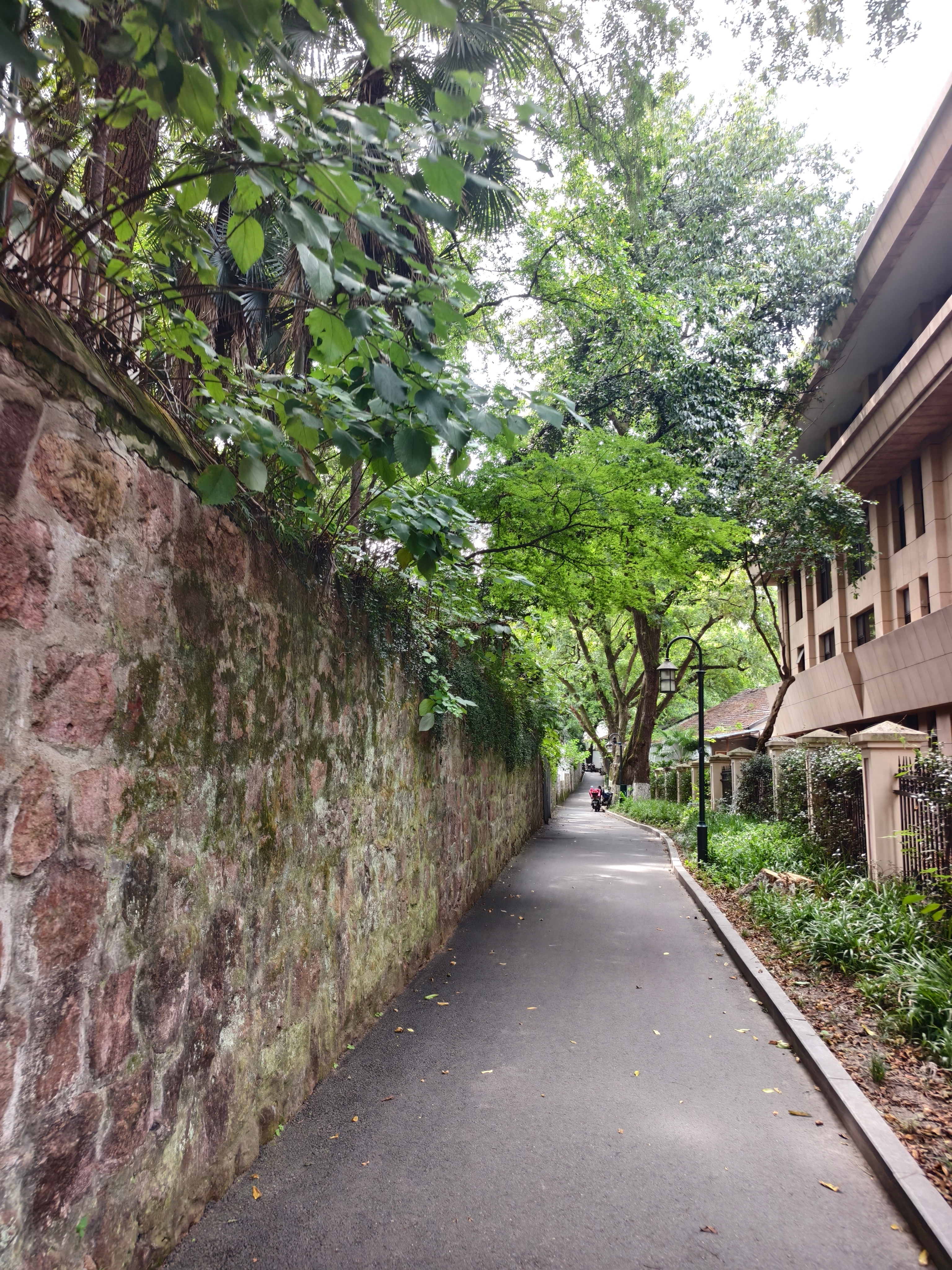 下午近三点，宝石山下一弄，枫杨的浓荫下，只有飞廉一个人，仿佛在登月。 杭州·宝石