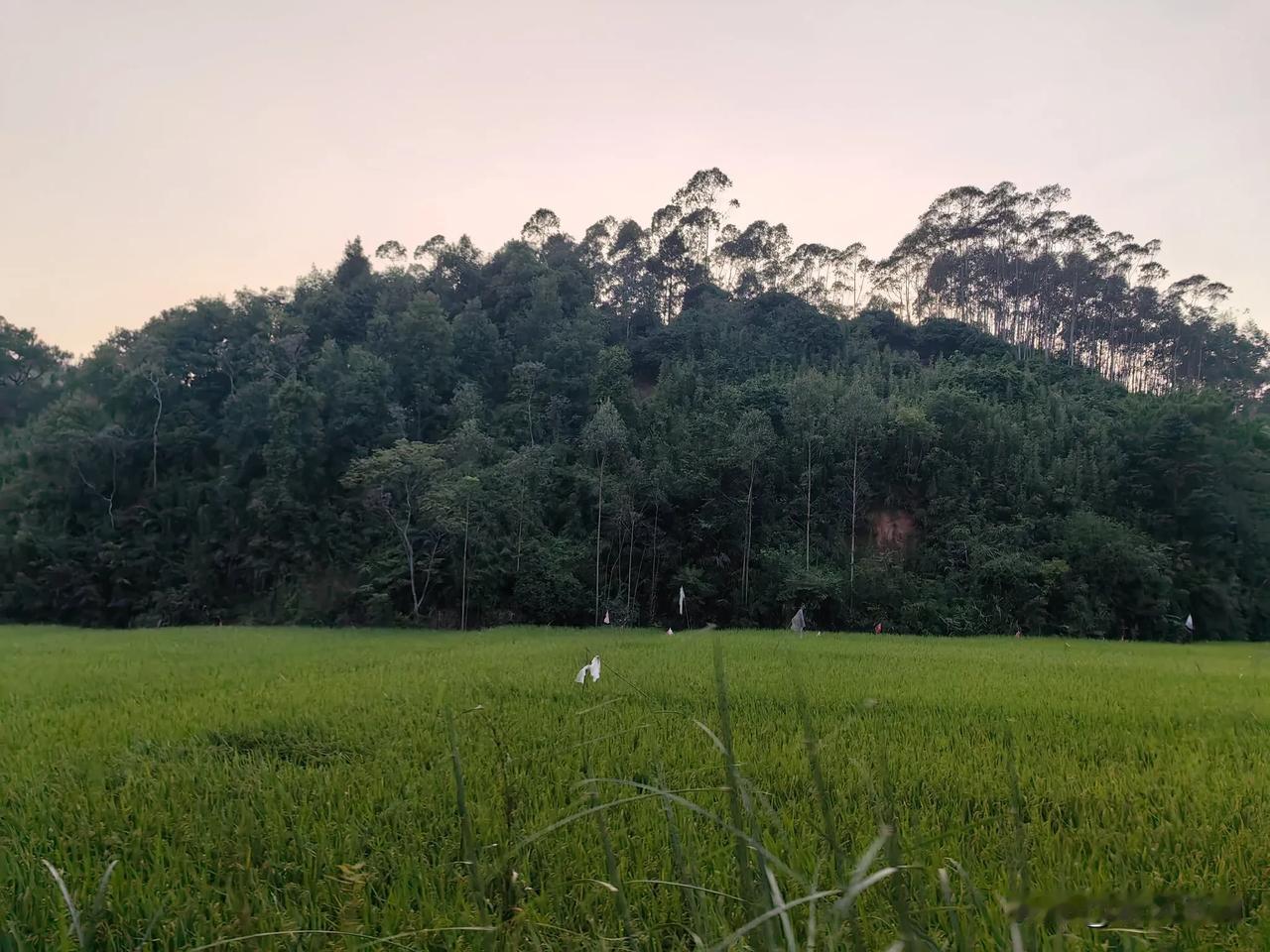 分享下你拍的乡村美景照片
