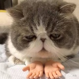 何草热读体育
