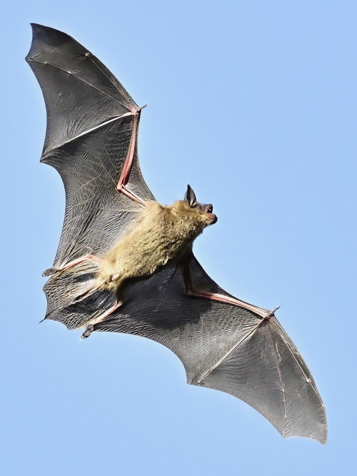 记得小时候，我和小伙伴们经常抓蝙蝠玩儿。

蝙蝠在我老家山东泰安那边叫做盐变虎子