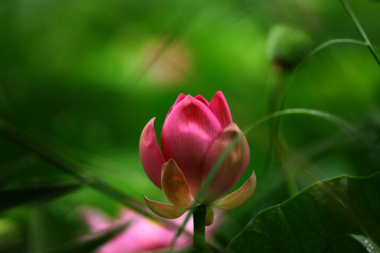 ​
2. 一隅荷塘，花苞静立，不疾不徐，独自芬芳