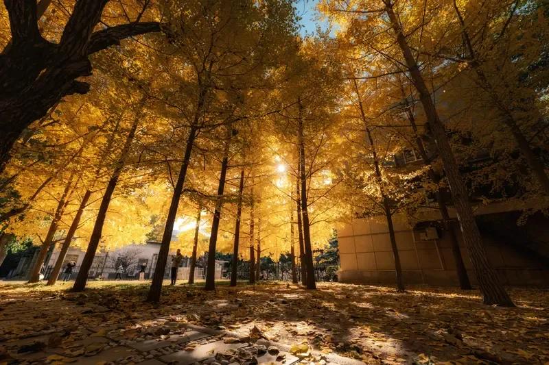 五行缺金怎么补？

你以为我会说买黄金首饰带上吗？

no，补五行，没那么简单。