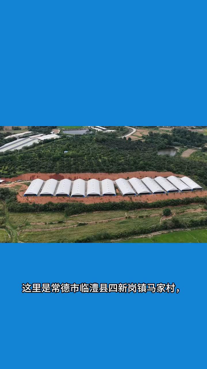 养殖场氧化塘粪污溢流，污水汇入五星水库。
这里是常德市临澧县四新岗镇马家村，当地