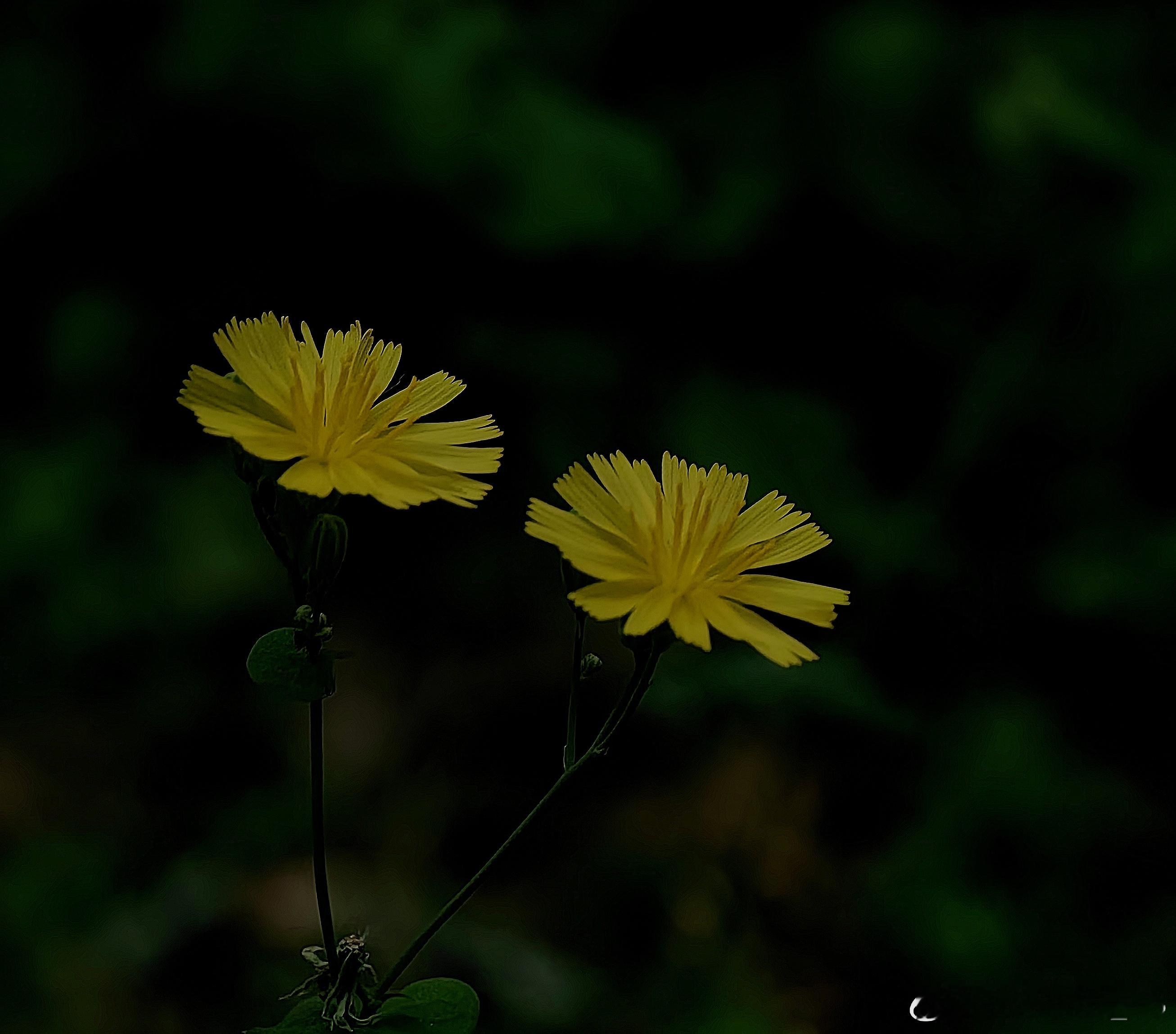 #每天随手拍身边##花语# 野趣#发现极美北京# ​​​