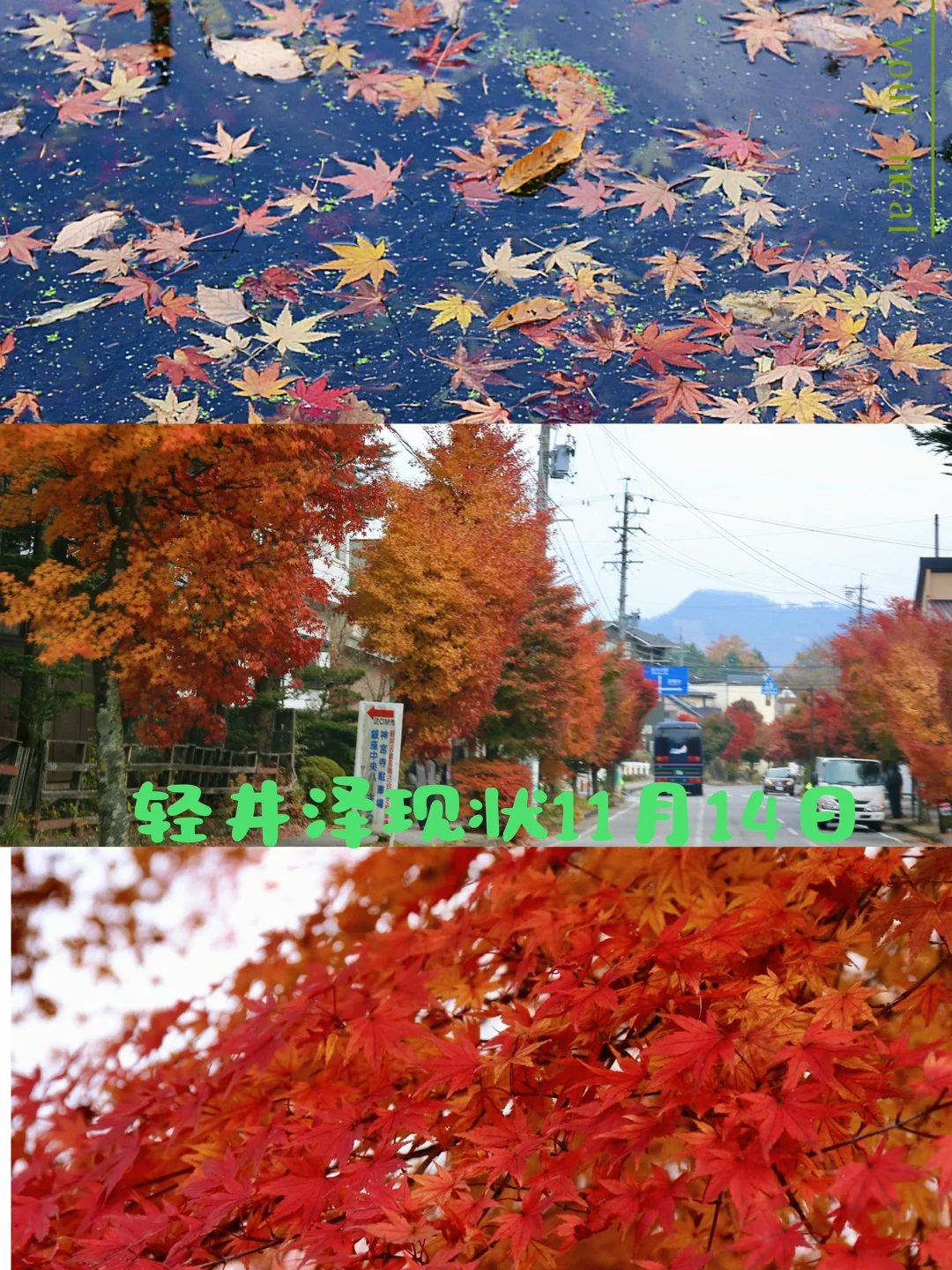 轻井泽🍁现状11月14日