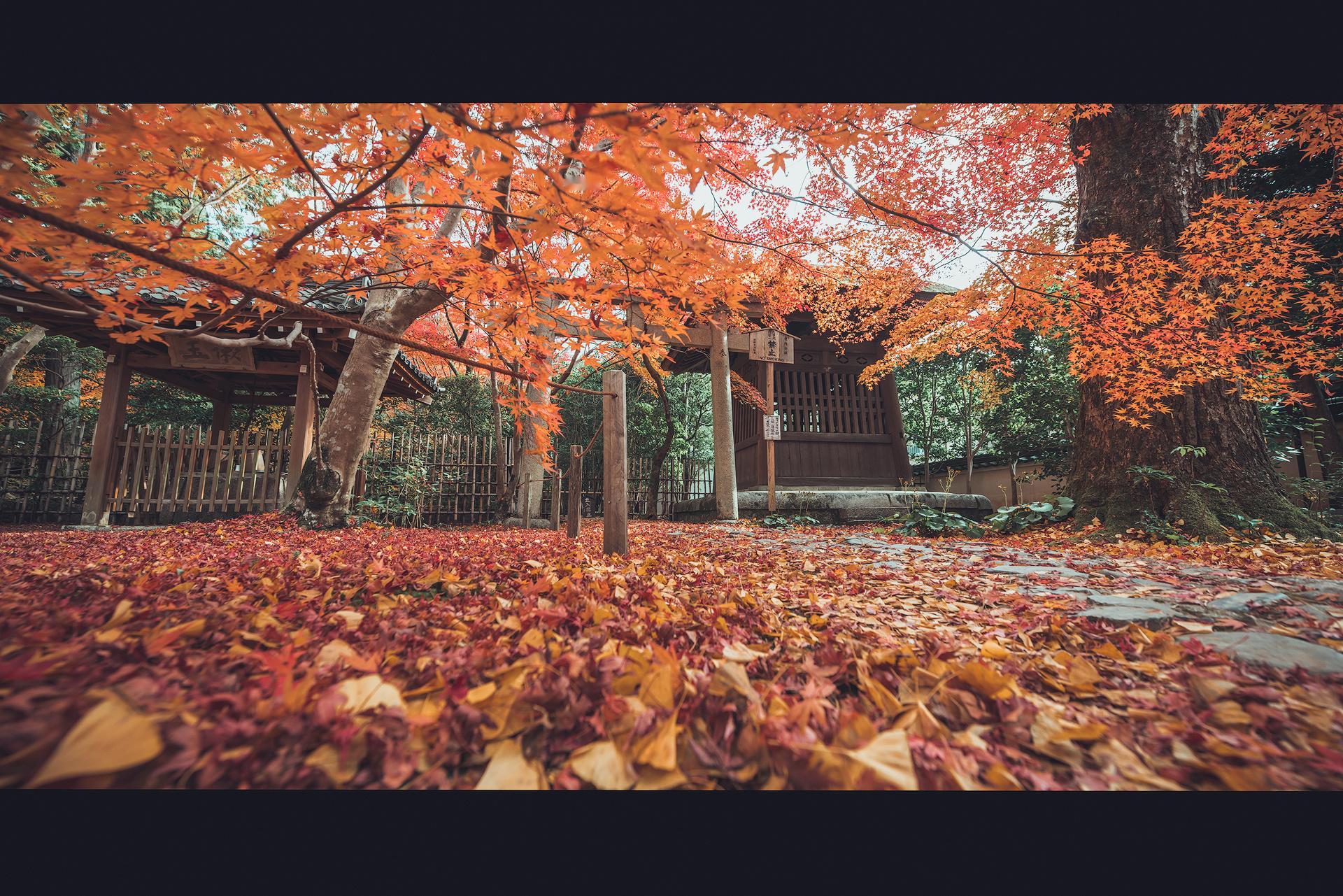 京都红叶狩 🍁｜莲华寺~洛北秘境庭院从三千院原路返回，在琉璃光院门口下了车，看