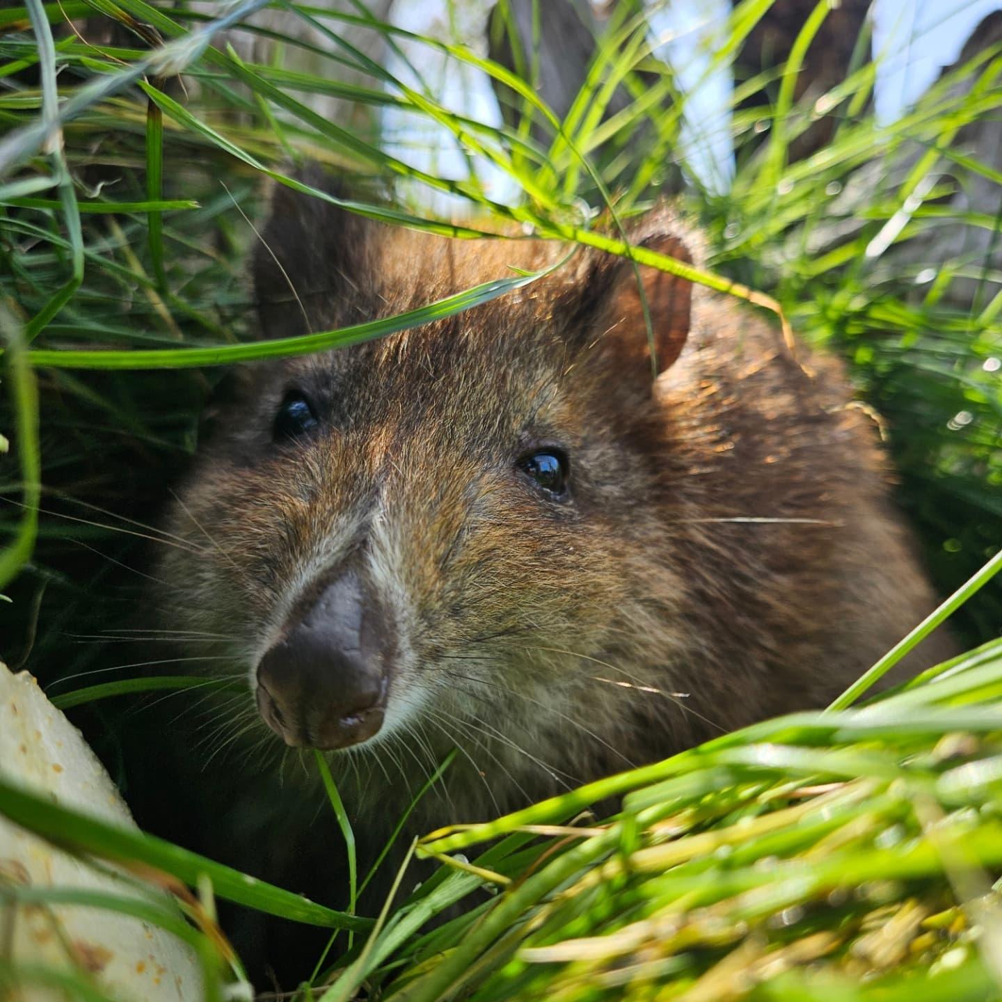 哈哈哈哈来来来~咱来认识一个名字拗口的小家伙~long-nosed potoro