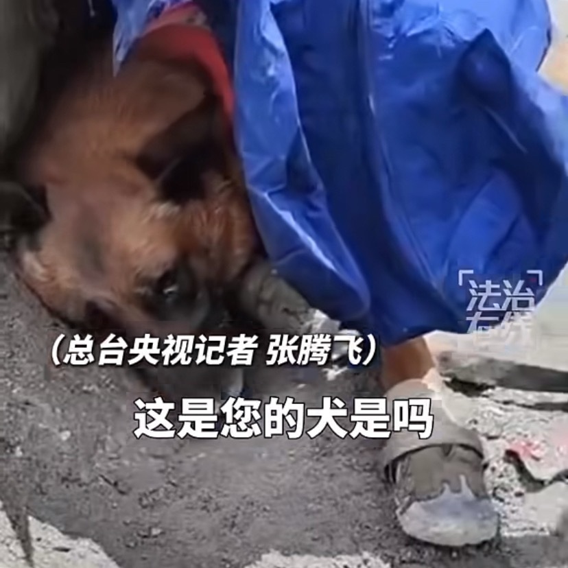 搜救犬在吉隆口岸搜救累到趴地辛苦辣你们了！！！[拜托] ​​​