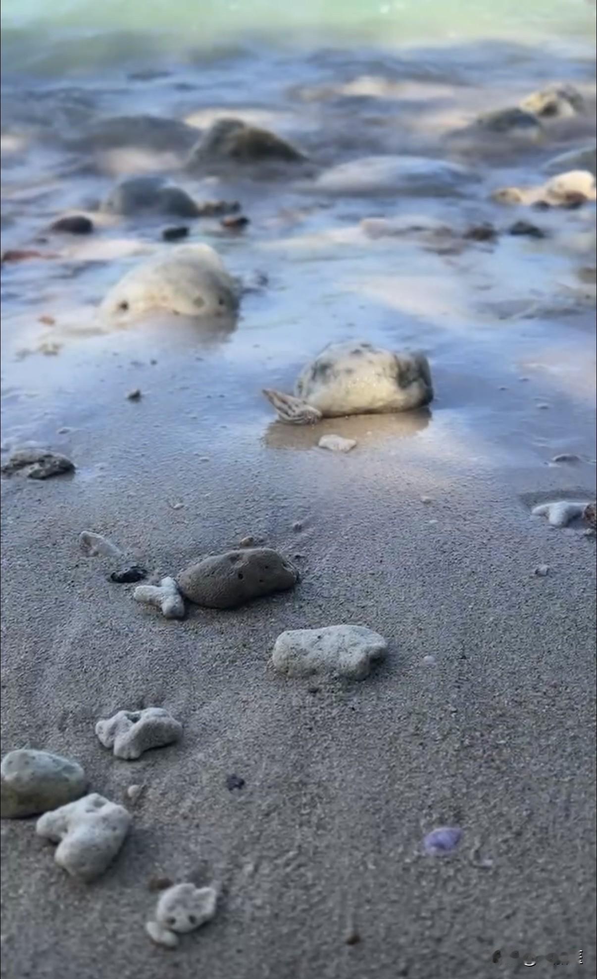 南洋八年 留在时光里的记忆碎片（2）
狼狈又艰难的陪读第一年
马来西亚 新山 带