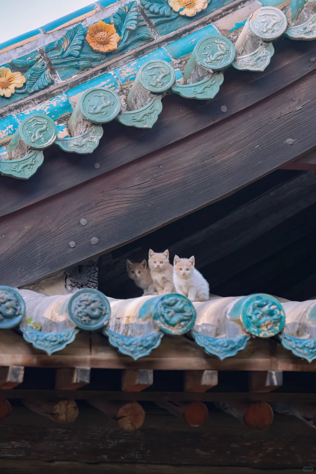 古建屋顶上，拍到了活的屋脊兽