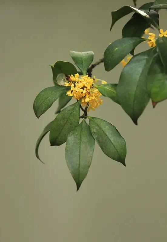 上联：夏雨荷花艳，下联才子请秋风月桂香。