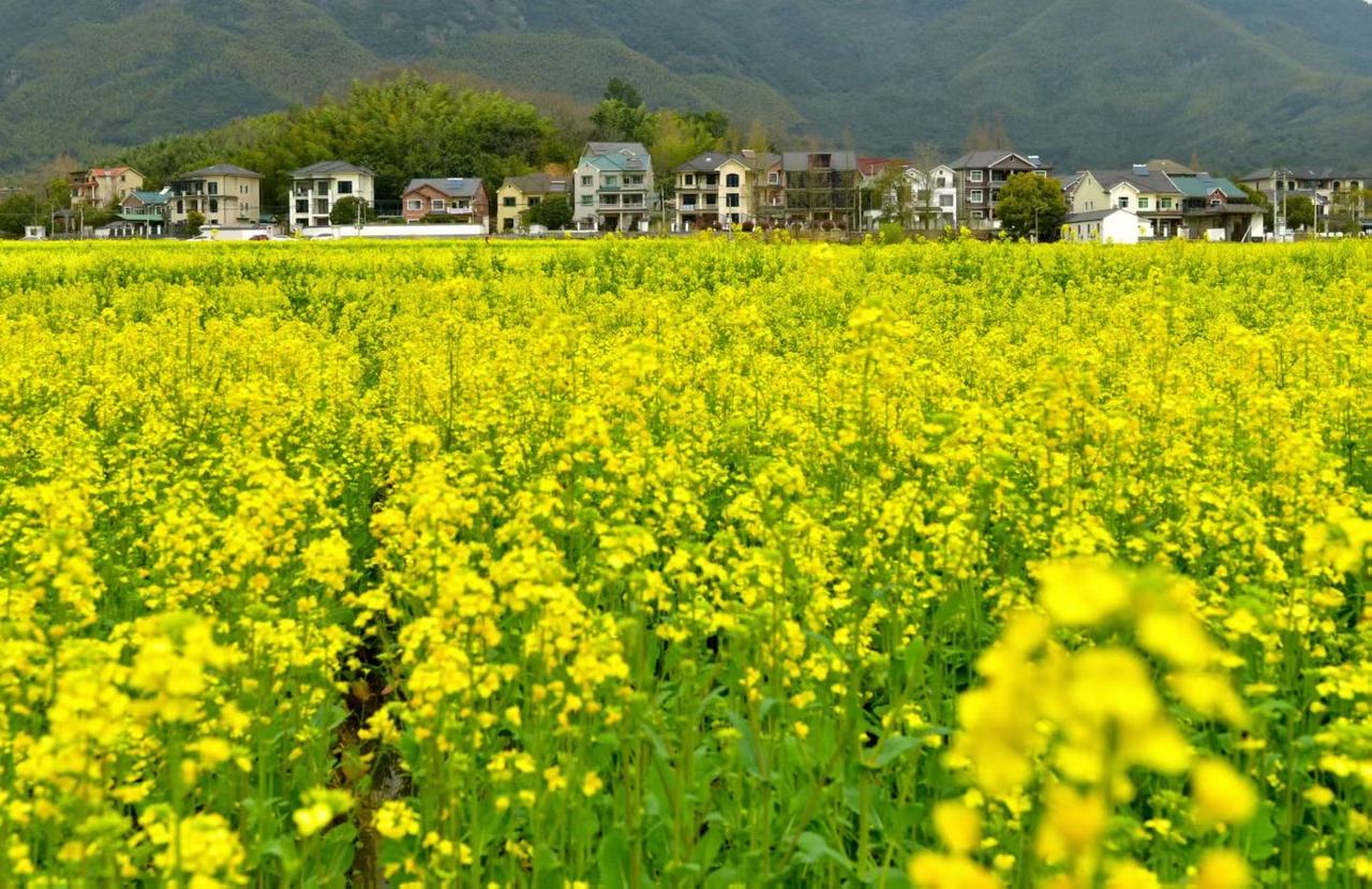 夏风拂过黄灿灿……