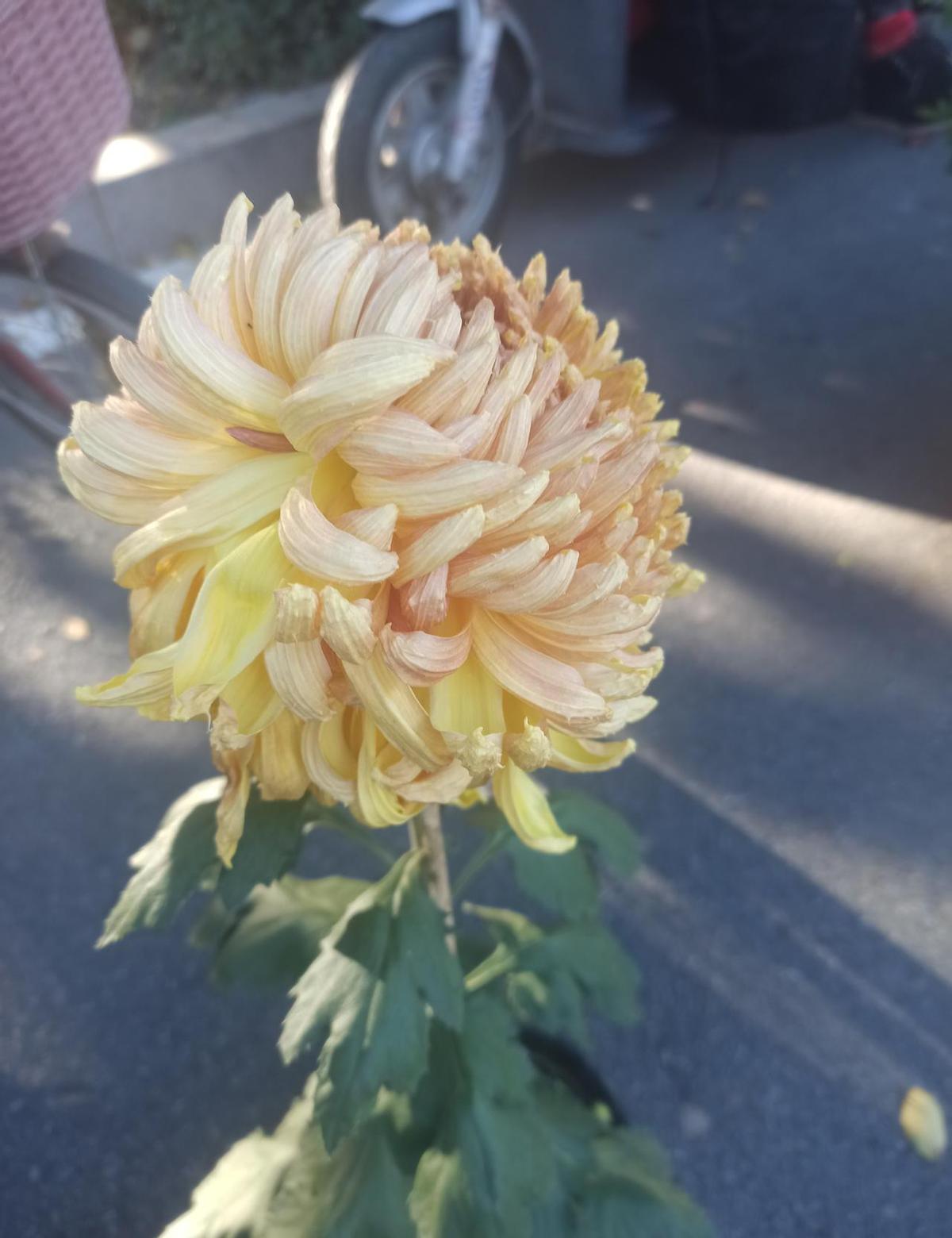 伊蒂哈德球场，曼城主场迎战伯恩茅斯。
曼城排第五，伯恩茅斯却排第二。
你没看错，