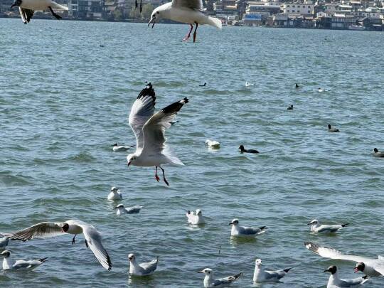 南港公园的海鸥真的好漂亮啊！