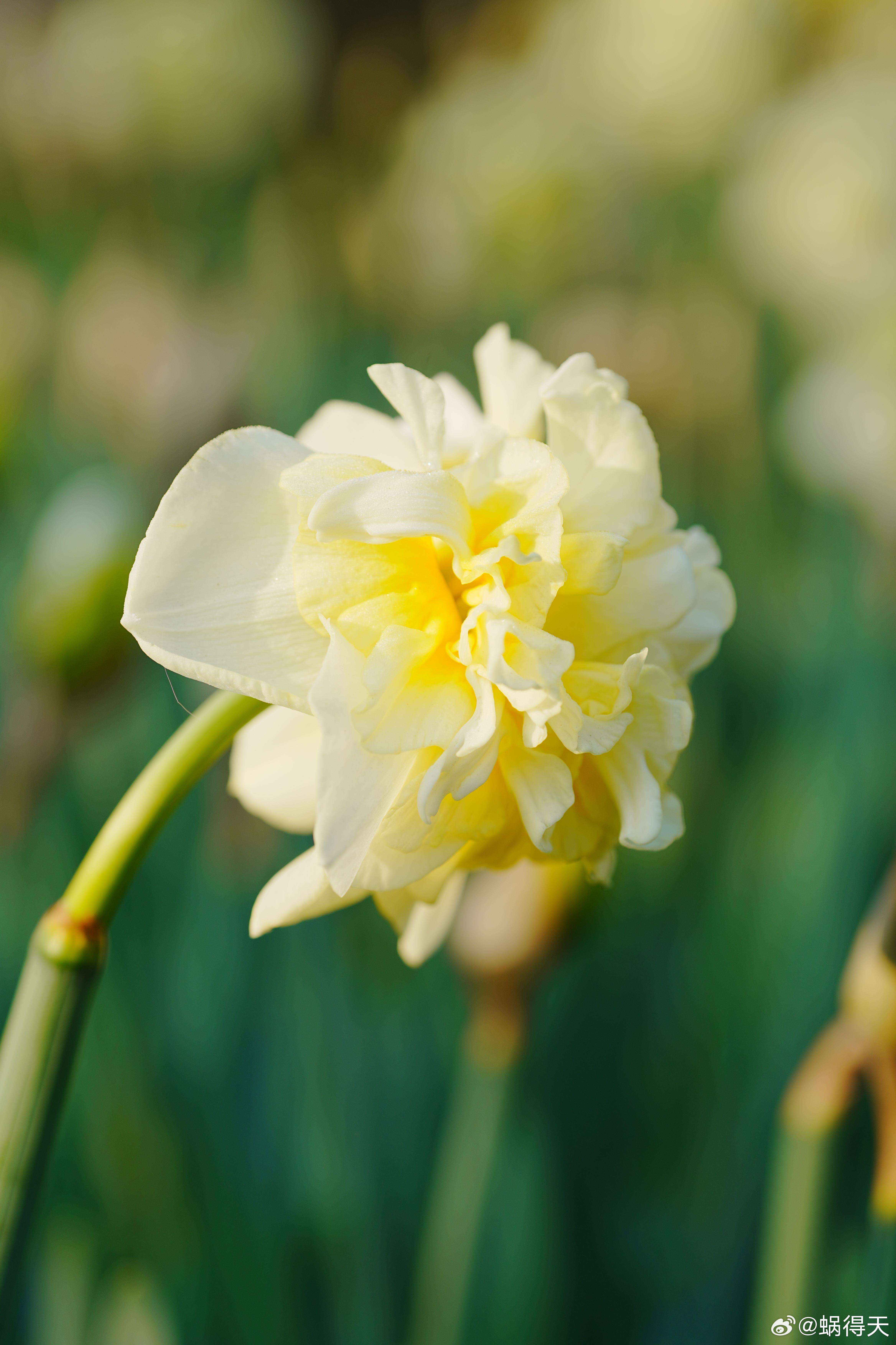 洋水仙，花中有花，神奇~蜗的摄影日记交换春天